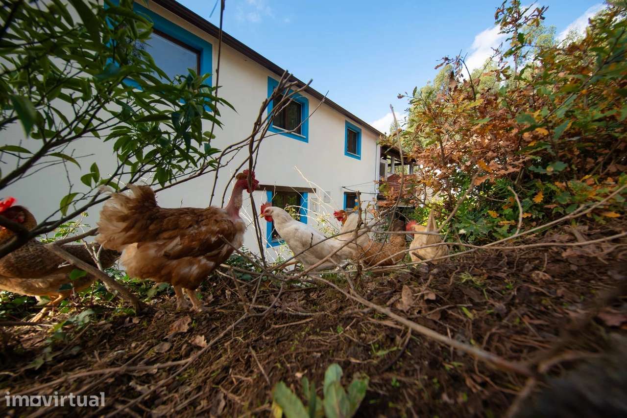 Quinta com 2 casas, 2 ruínas piscina e cerca de 1 hectare de terreno - Grande imagem: 5/60
