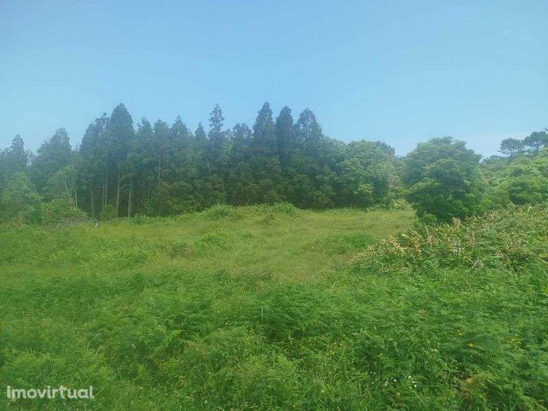 Terreno Pinheira - Rua da Bragada - Santo António - Grande imagem: 5/12