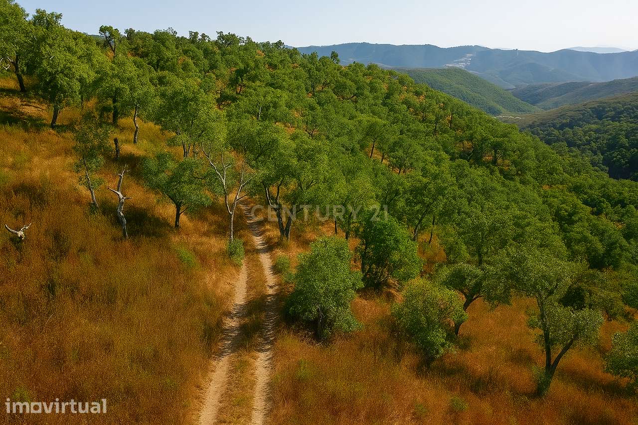 Uma herdade onde a natureza, a rentabilidade e o futuro se encontram.– - Grande imagem: 3/20