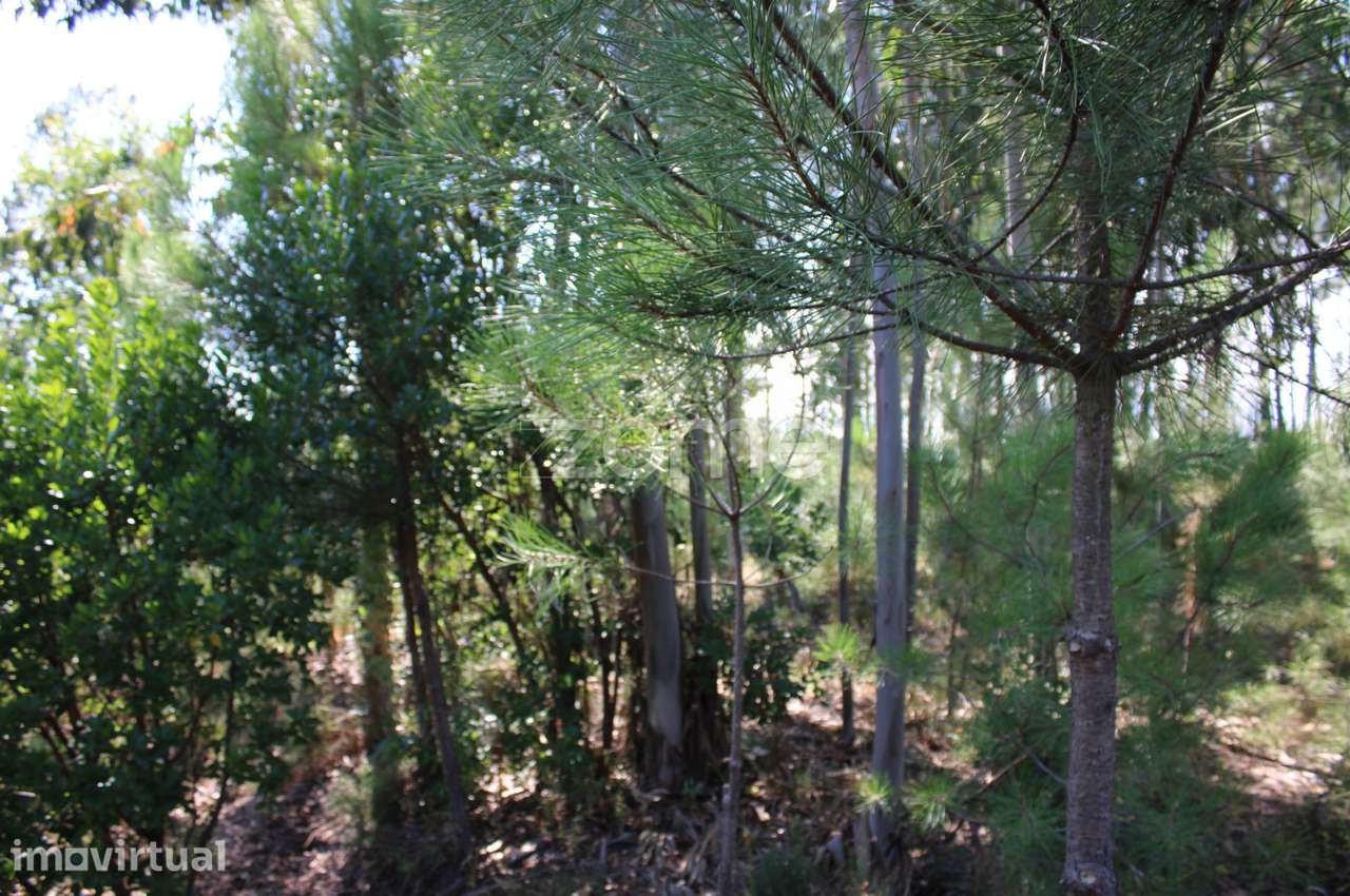 Terreno rural, agrícola, vinha, pinheiros mansos e olival