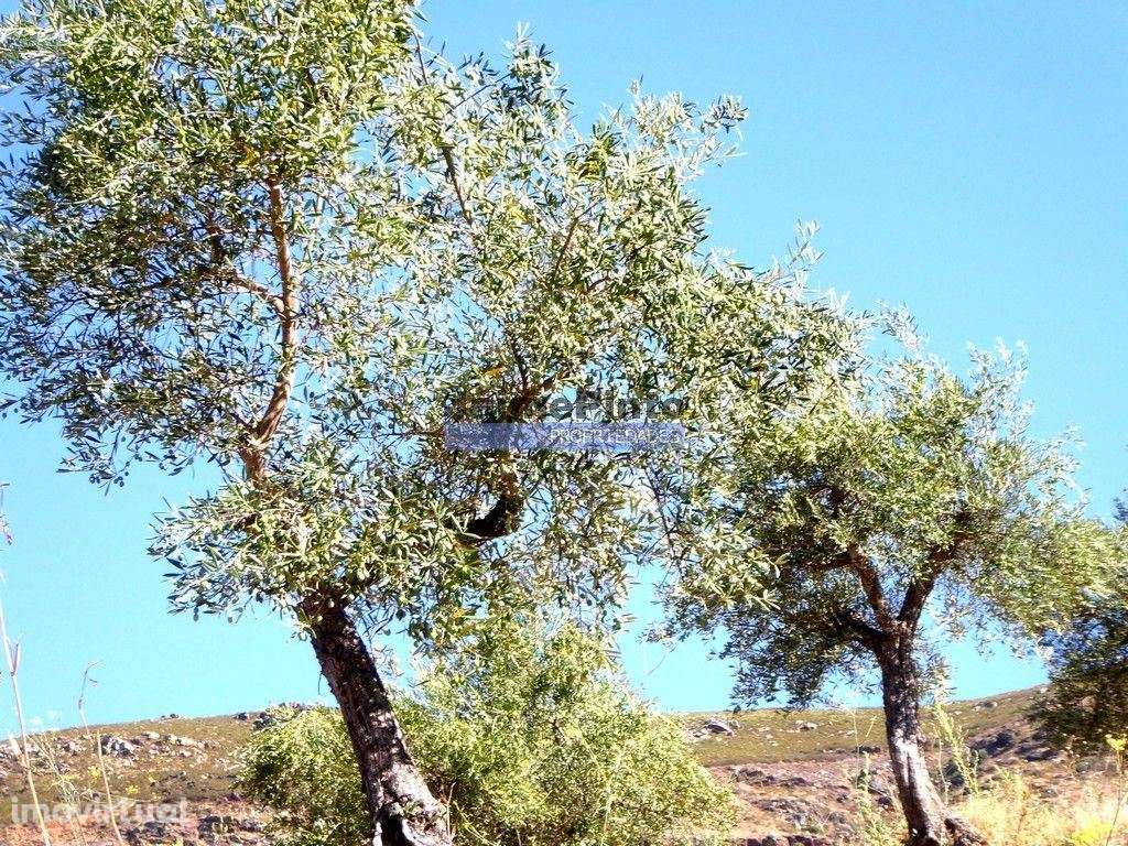 150.000m2 com Olival, em Barca DAlva. Portugal, Douro Superior, Bar... - Grande imagem: 3/9
