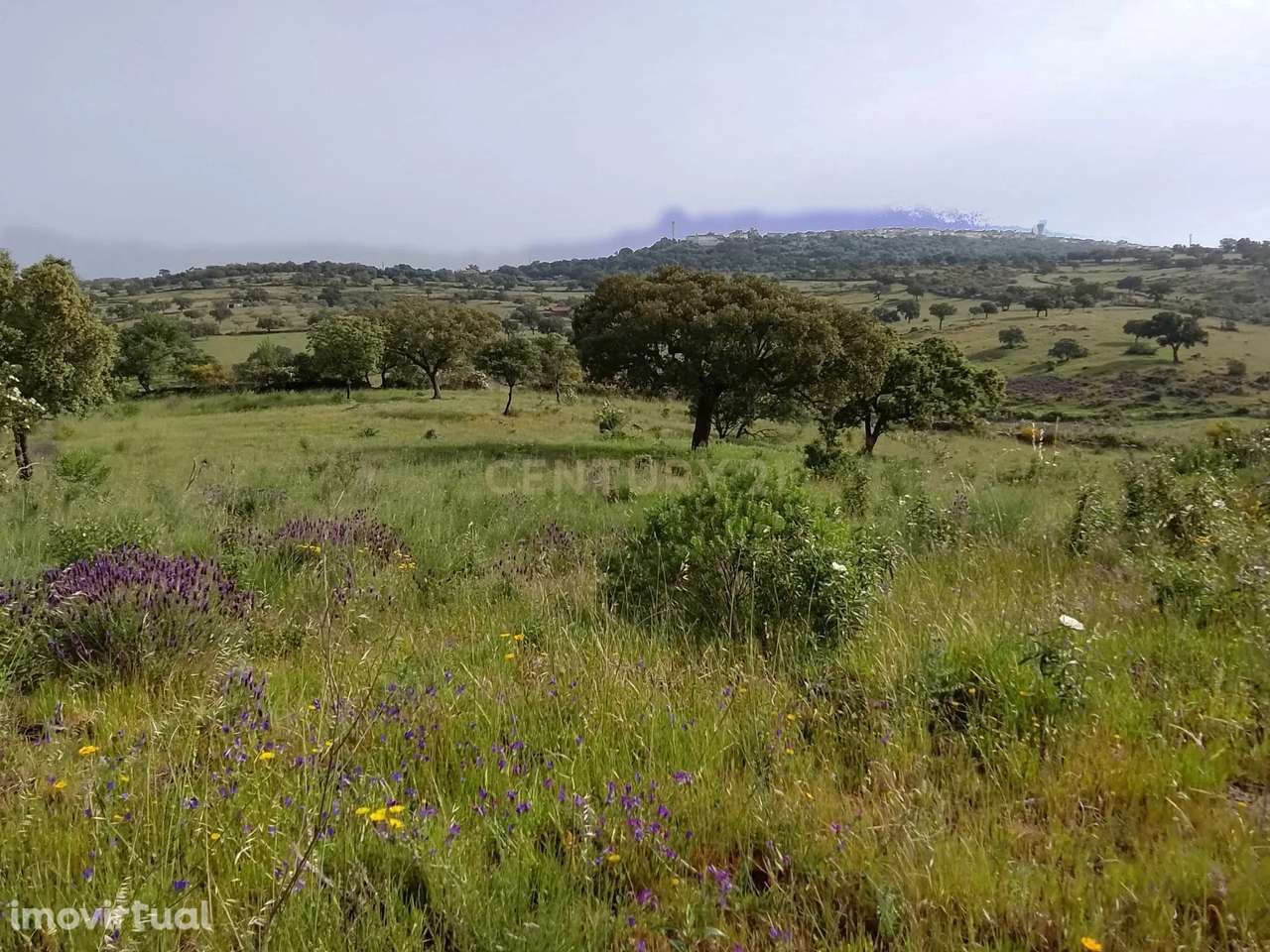Terreno rústico 16.6ha Montalvão, Nisa - Grande imagem: 2/15