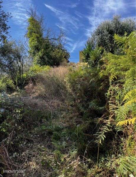 Terreno Rustico 700m2 em chelo (Penacova) - Grande imagem: 4/4