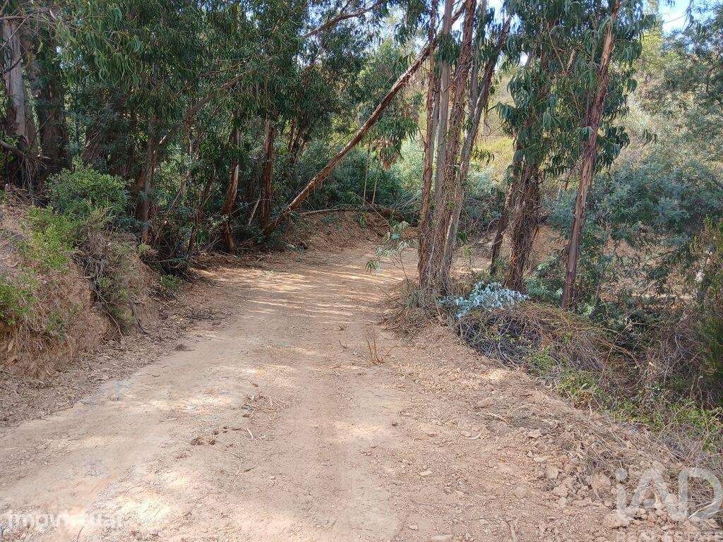 Quinta rural T1 em Sabóia de 80 m2 - Grande imagem: 3/29