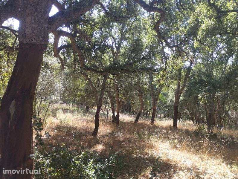 Terreno rústico e com Sobreiros - Grande imagem: 4/12