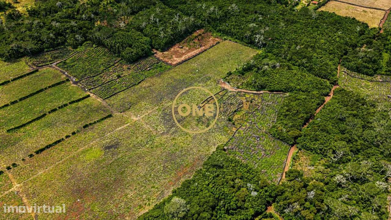 Terreno com vinha à venda na ilha do Pico - Grande imagem: 5/8