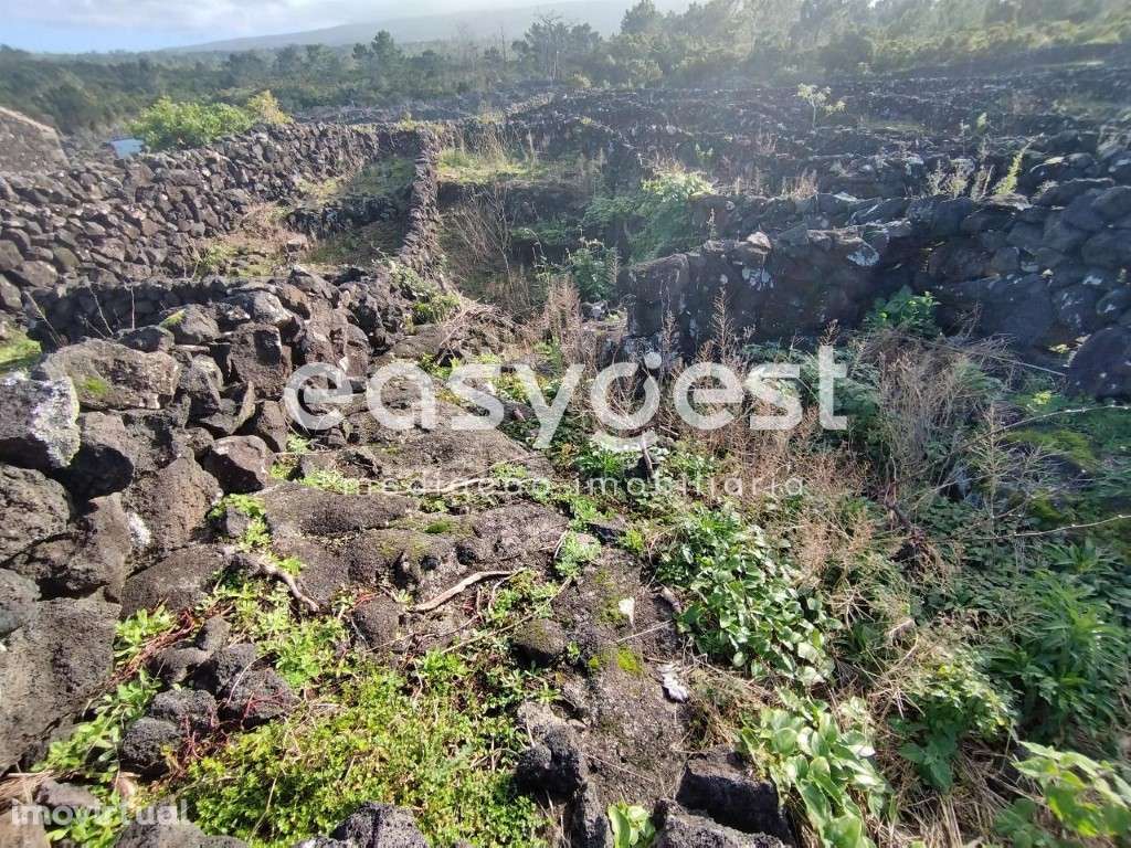 Terreno no 'coração' vitivinícola do Lajido de Santa Luzia no Pico - Grande imagem: 3/22