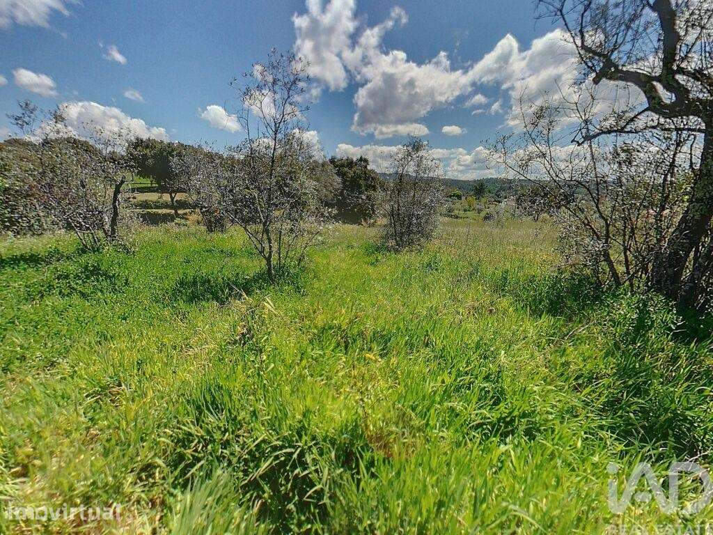 Terreno Agrícola em Pedrógão Pequeno - Grande imagem: 4/14