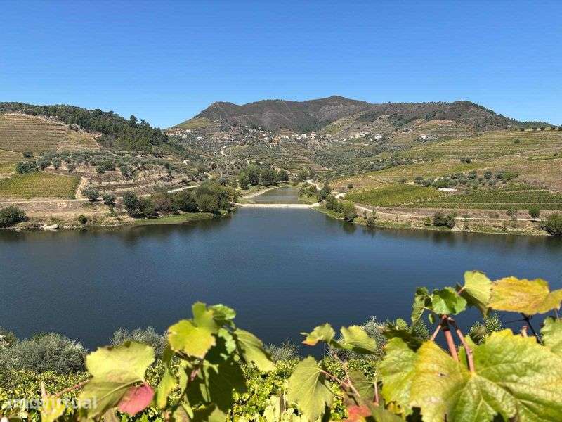 Terreno Agrícola com Vinha e Benefício - Douro / Tua - Grande imagem: 4/9