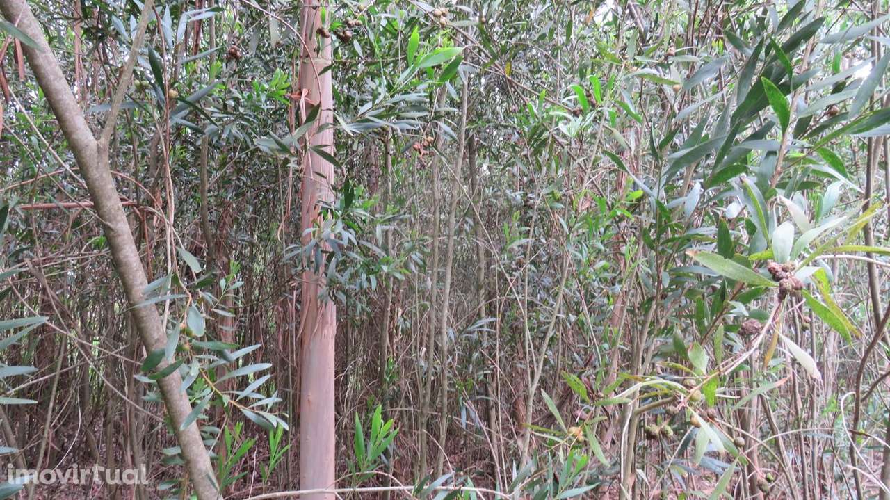 Terreno  para venda - Grande imagem: 4/6