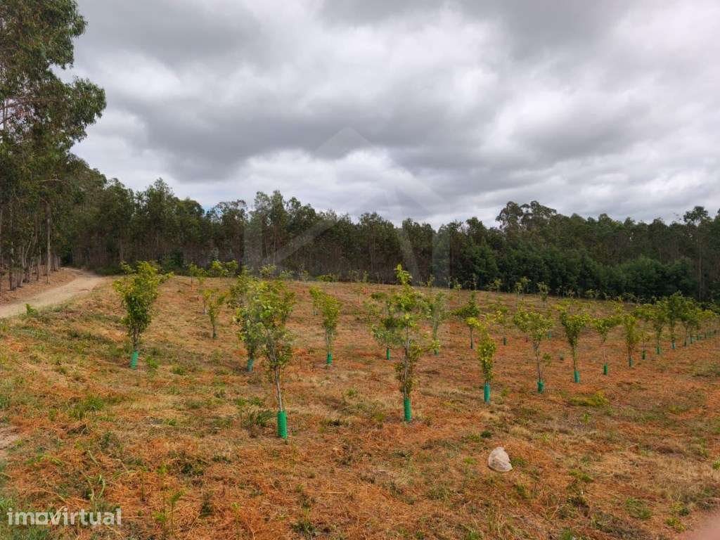 Terreno com 5.800 m² e potencial construtivo em Pinheiro da Bemposta - Grande imagem: 3/23