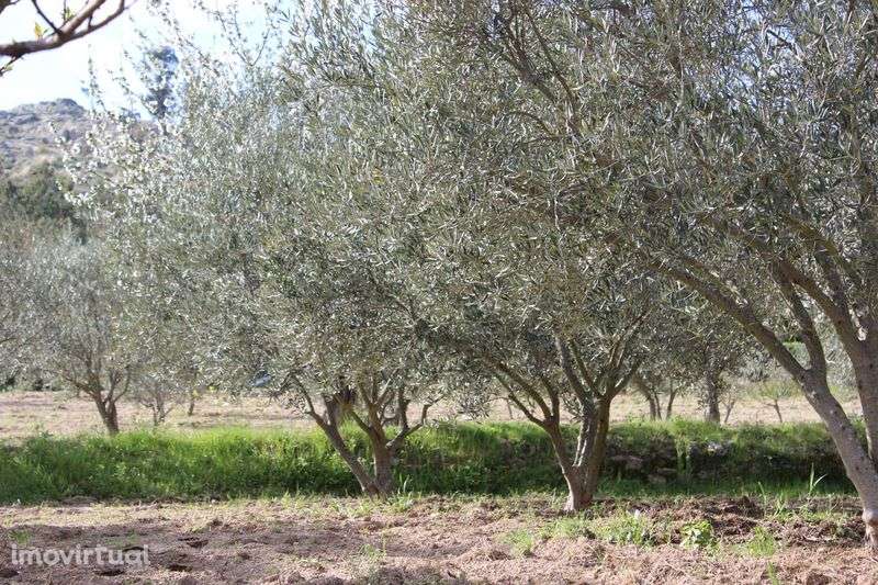 Terreno 53.265 m² com casa de granito, Olival DOP/DOC - Grande imagem: 2/10