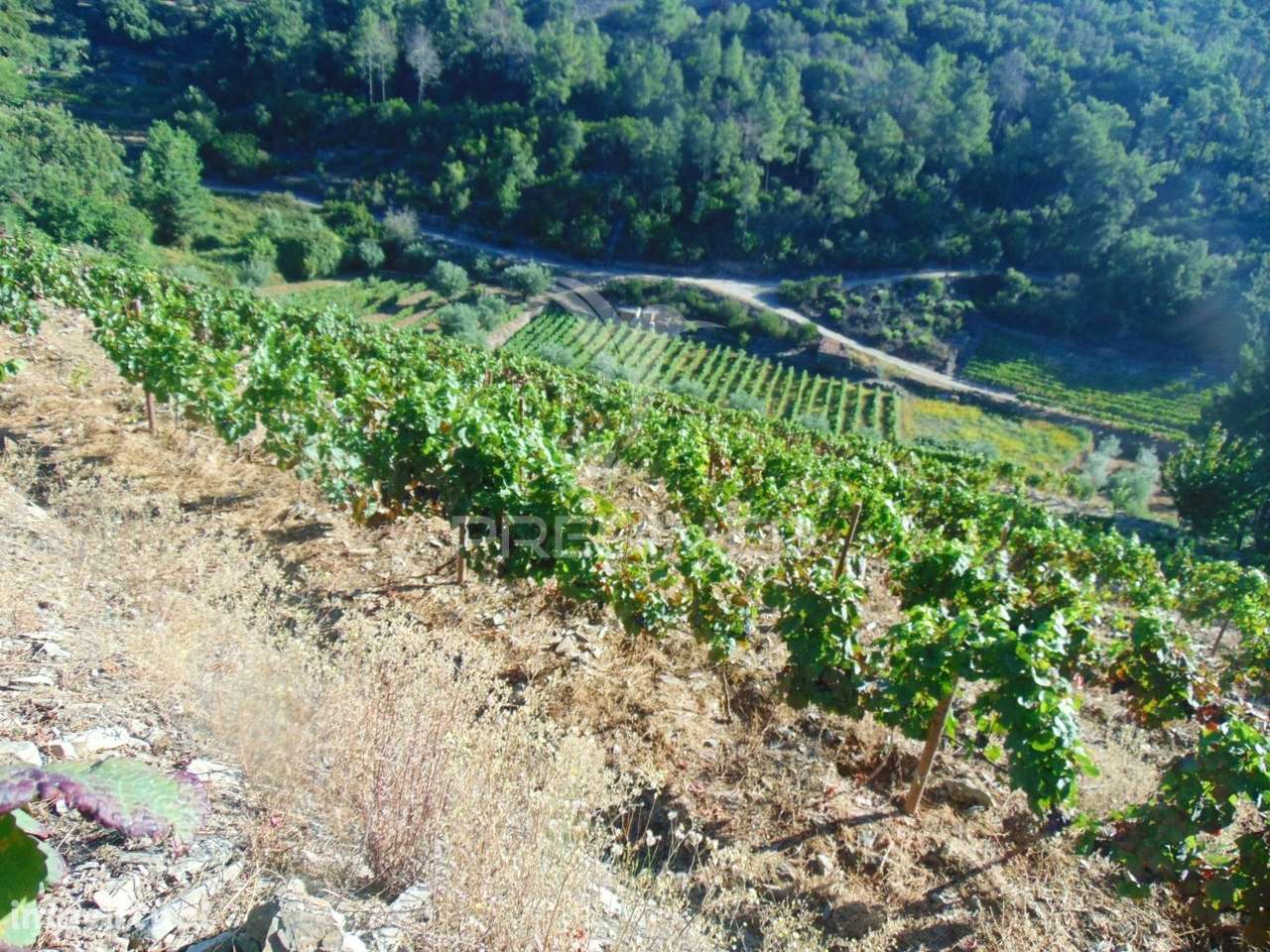 Vinha em produção no Alto Douro Vinhateiro - Grande imagem: 3/36