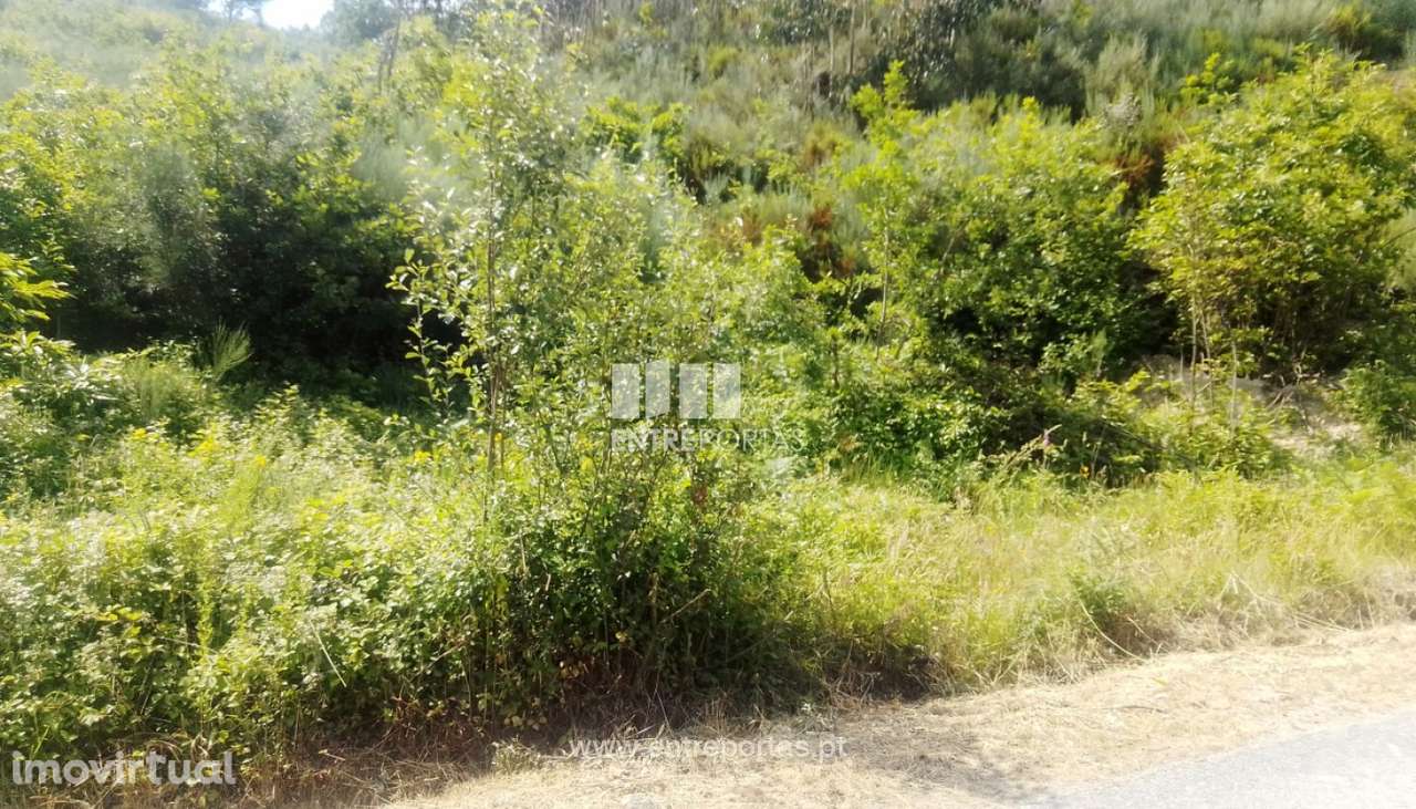 Venda Terreno, Tarouquela, Cinfães - Grande imagem: 2/45