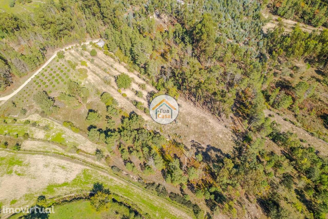 Terreno Rústico em Mangualde - Grande imagem: 3/18
