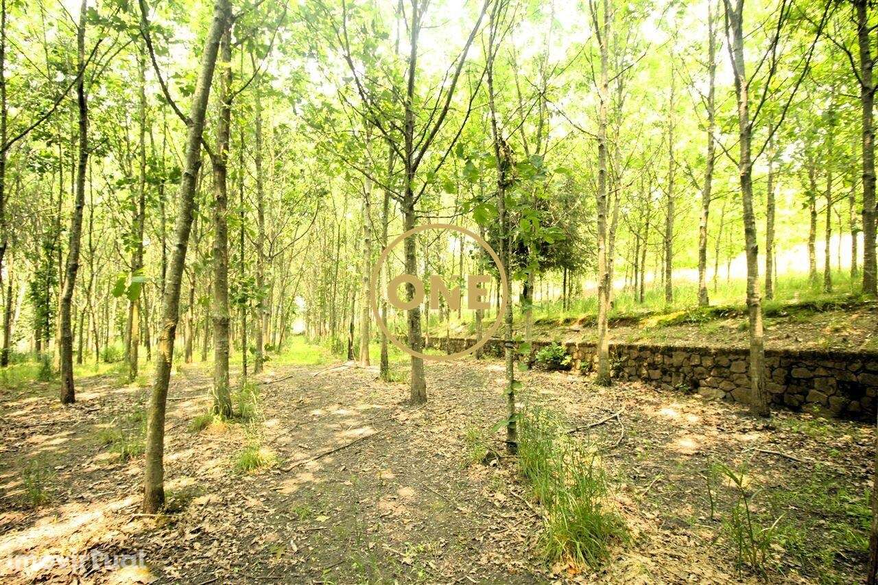 Terreno Florestal em Ribeirão - Grande imagem: 3/17
