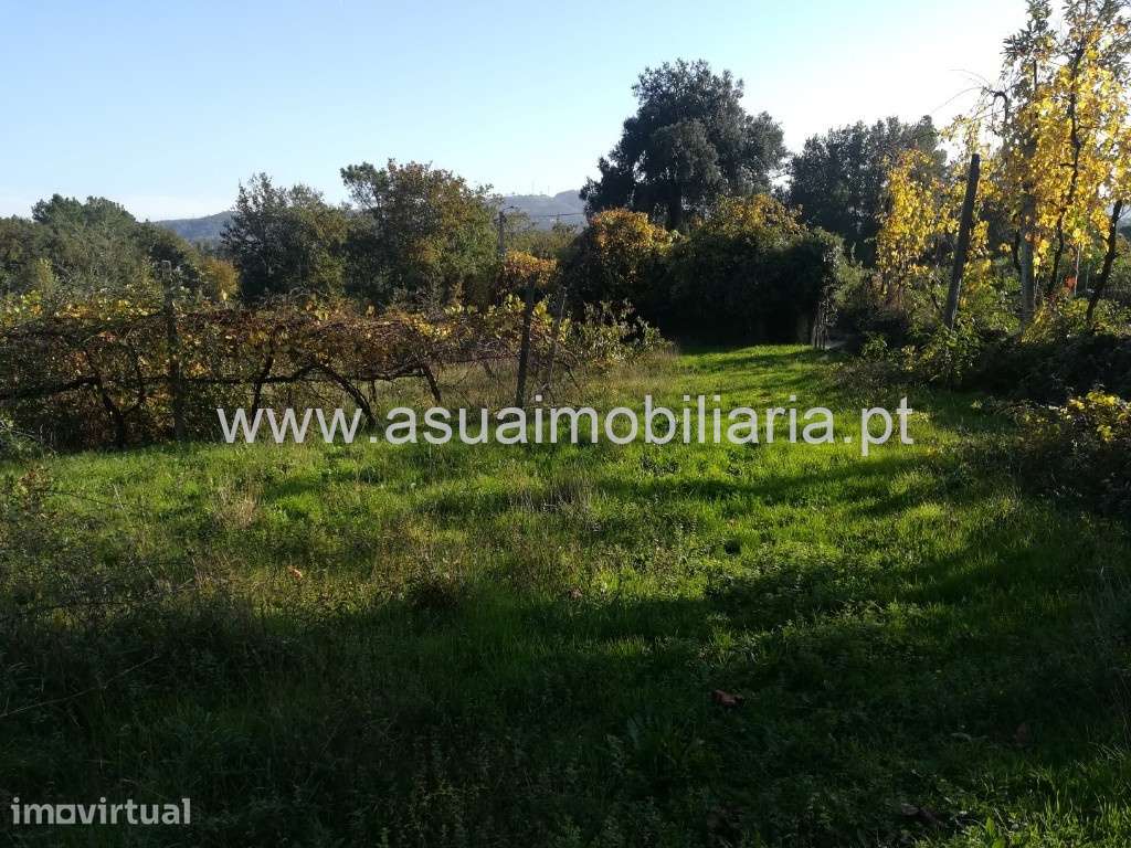 Terreno Agrícola - Ferreiros - Grande imagem: 3/7