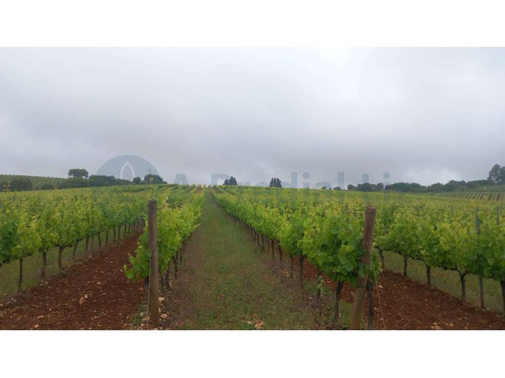 18 HECTARES de VINHA em PLENA PRODUÇÃO mais 2 HECTARES URBANOS - Grande imagem: 4/9