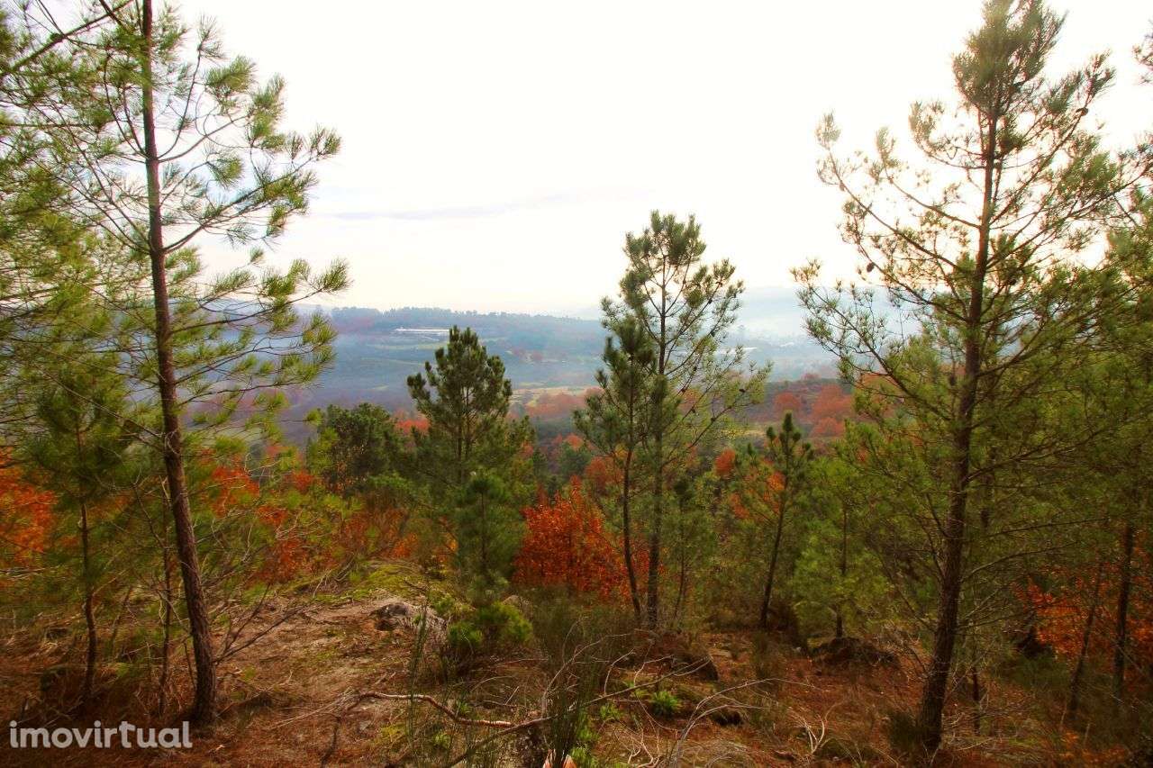 Excelente Propriedade com 5,18 Hectares - Grande imagem: 4/20