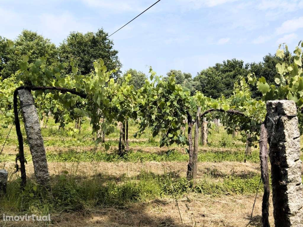 Terreno em Monção com Vinha e Vista Rio - Grande imagem: 2/9