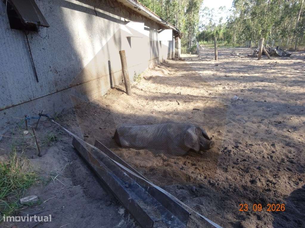 PECUÁRIA - CANTANHEDE - Grande imagem: 3/4