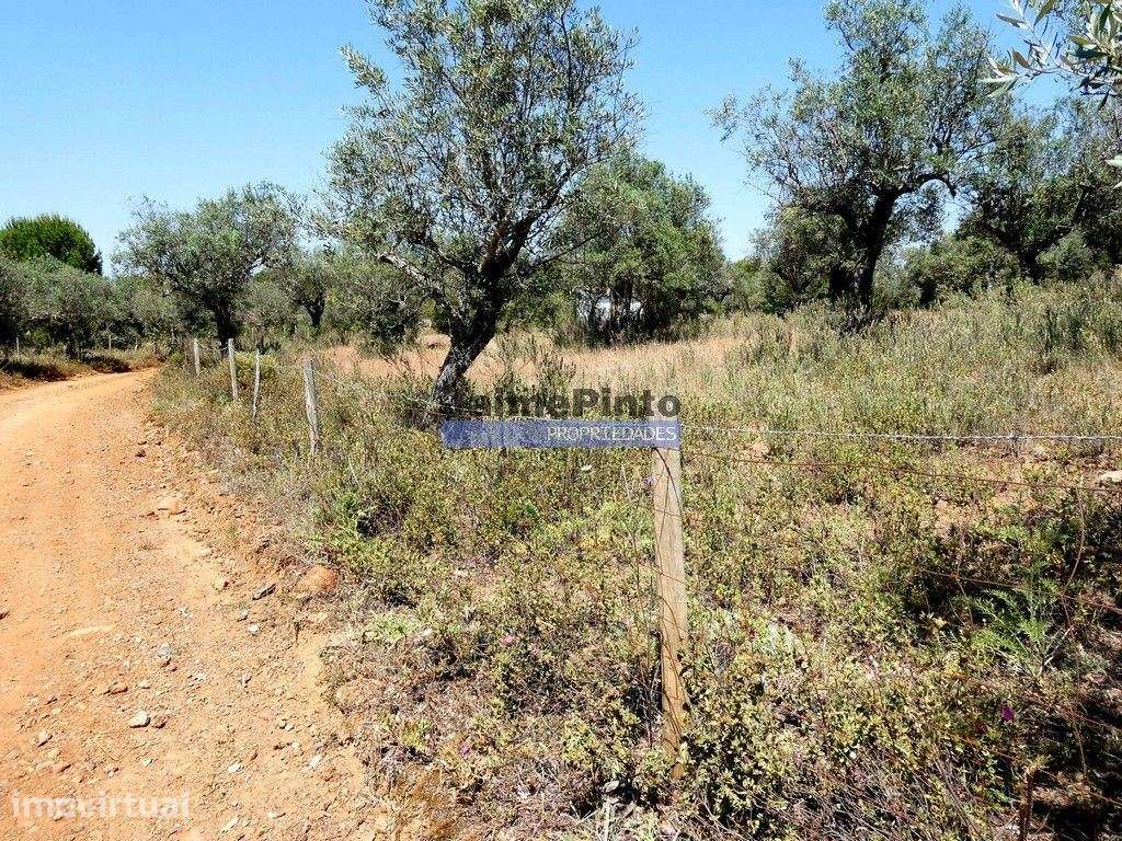 Quinta 1,9ha, com armazém de apoio agrícola. Portugal, Alentejo, Po... - Grande imagem: 3/5
