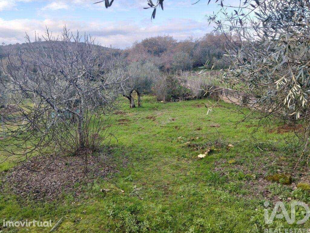 Terreno Agrícola em Chãos - Grande imagem: 4/16