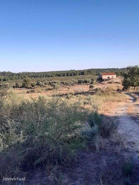 Quinta 32 hectares  Beira Baixa - Grande imagem: 3/5
