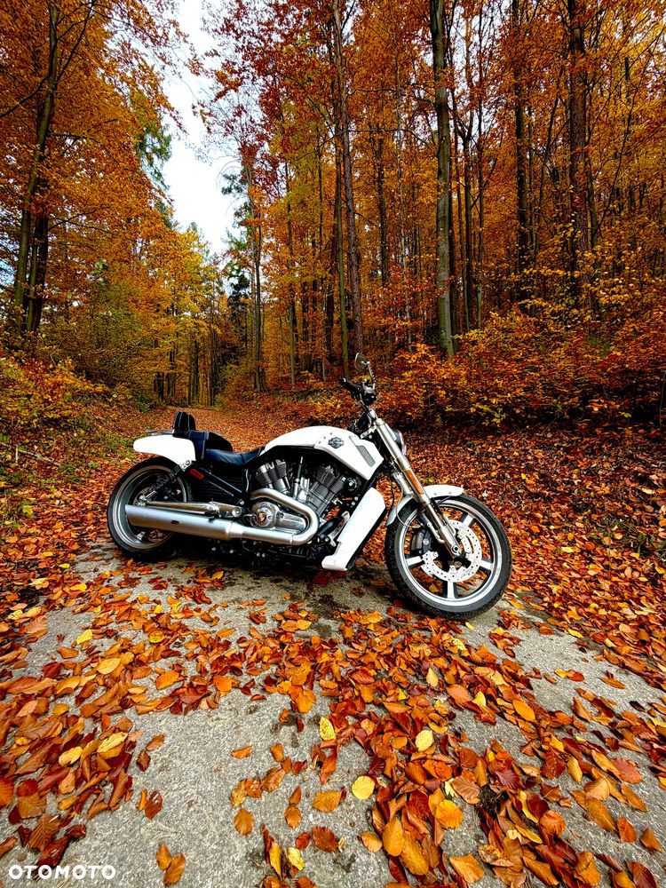 Harley-Davidson V-Rod Muscle - 3