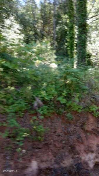 Terreno com pinhal e eucaliptos prontos a cortar - Grande imagem: 2/3