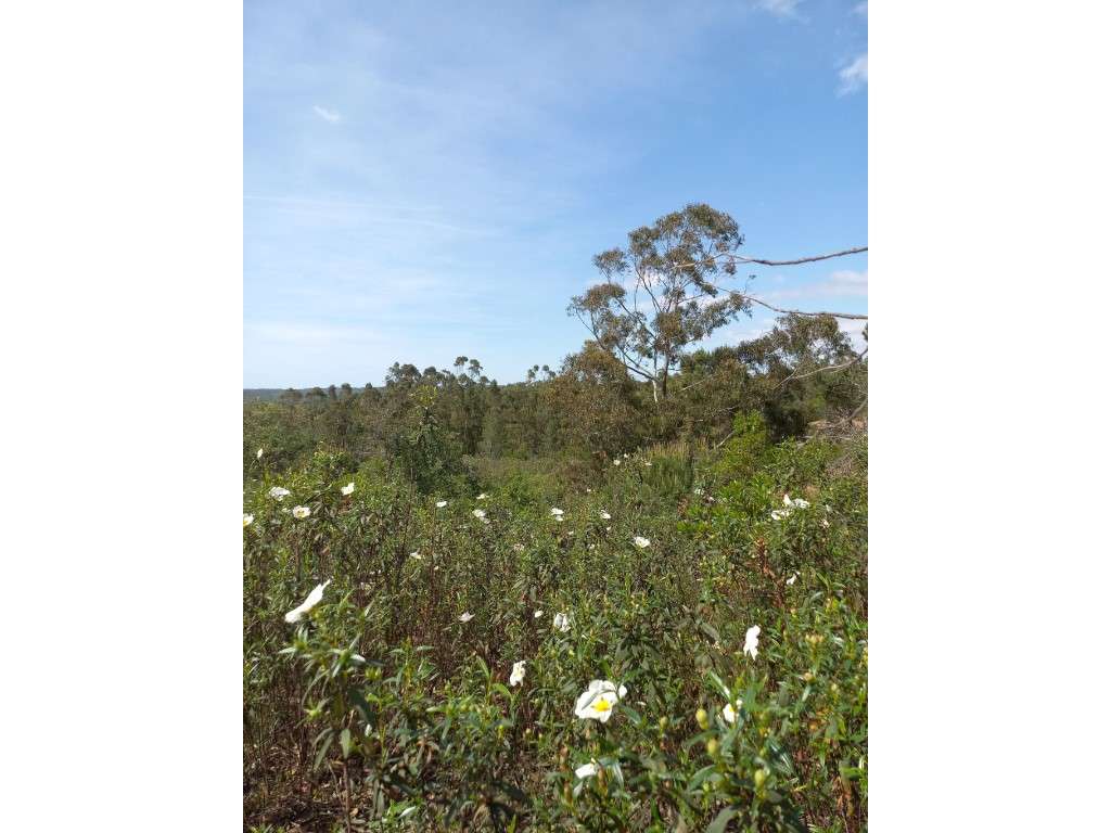 Terreno Rústico na Serra de Grândola - Grande imagem: 2/5