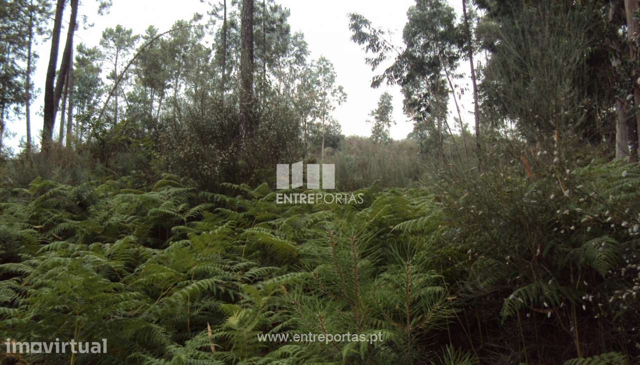 Venda Terreno, Vila Caíz, Amarante - Grande imagem: 2/9