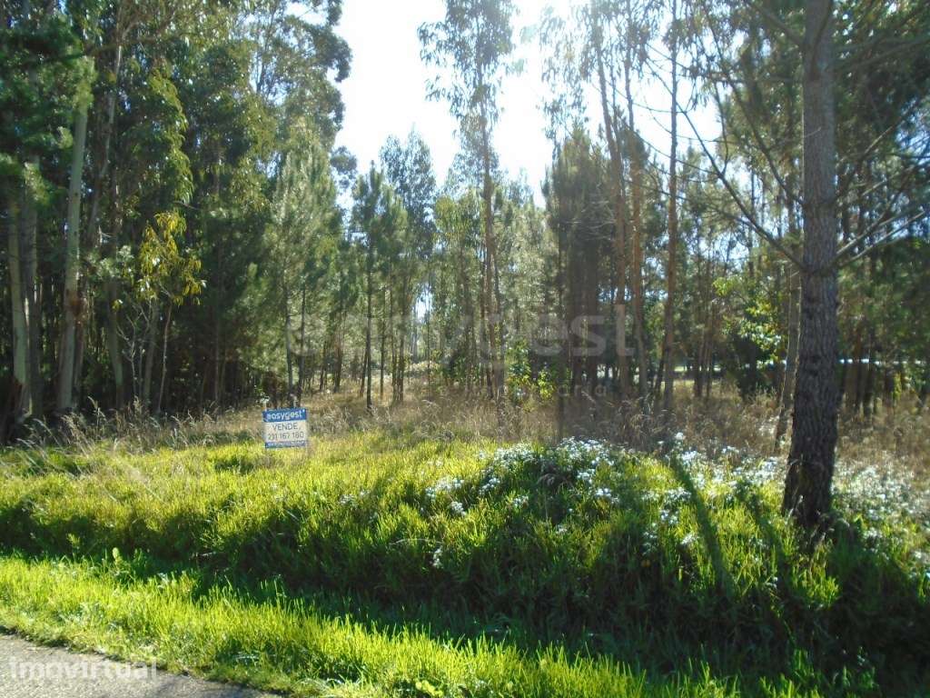 Terreno com 1493 m2 para Construção de Moradia em Burinhosa Pataias - Grande imagem: 2/13