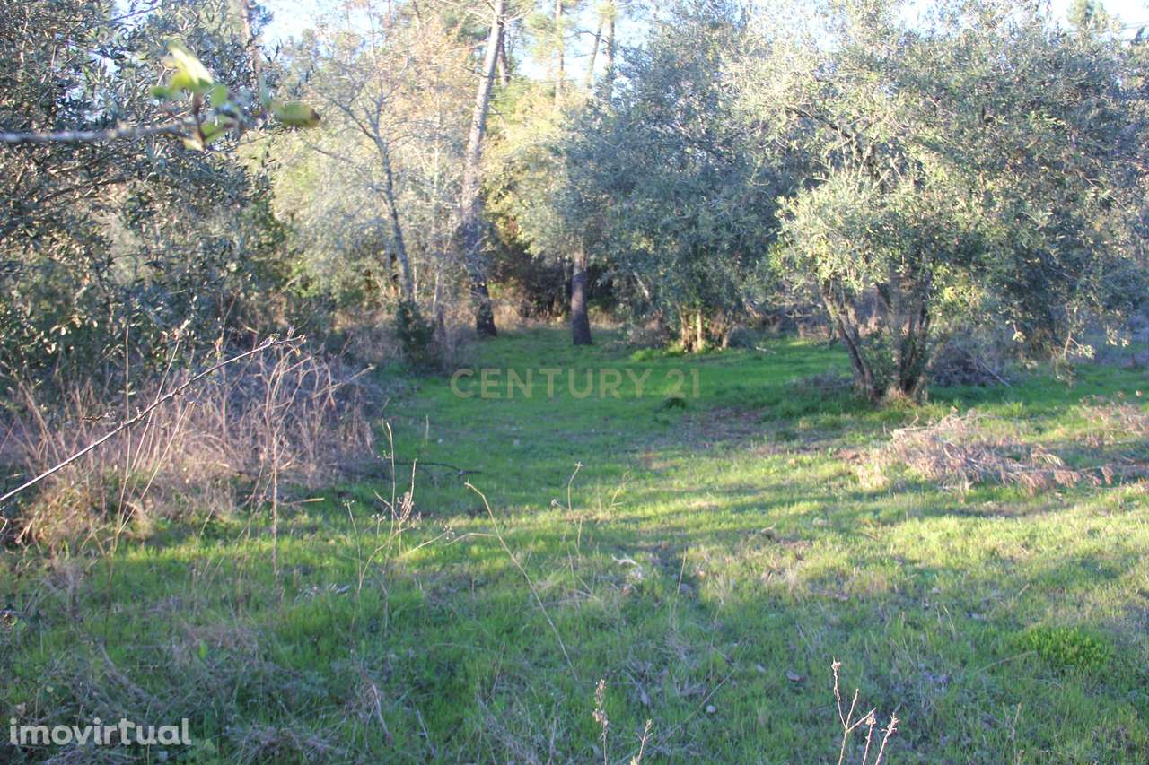 Fantástico terreno para moradia - Grande imagem: 5/13
