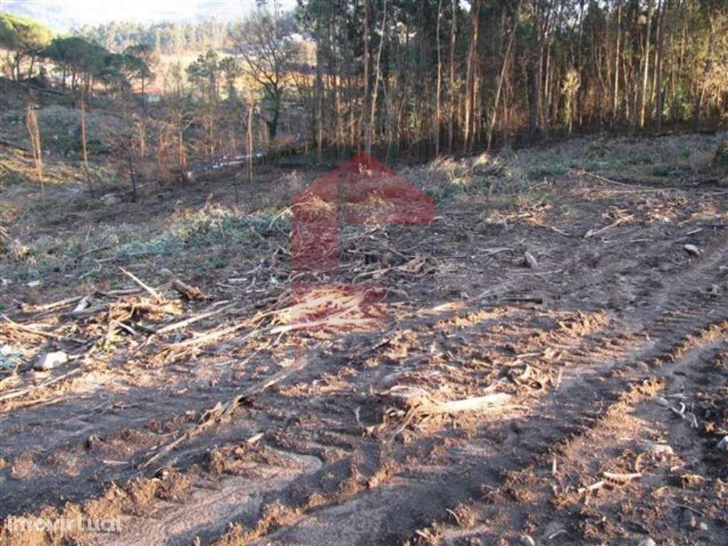 Terreno em floresta produção, Lanhas - Grande imagem: 3/12