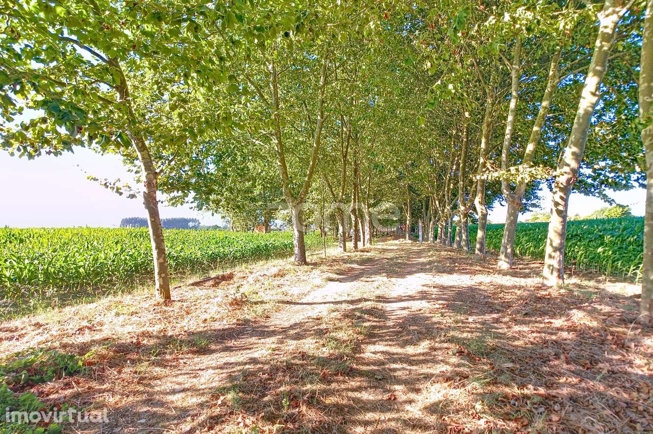 Quinta em Aveiro - Grande imagem: 2/19