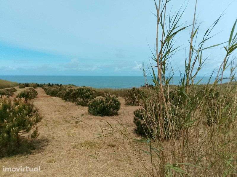 Terreno rústico na Serra do Bouro - Grande imagem: 4/12