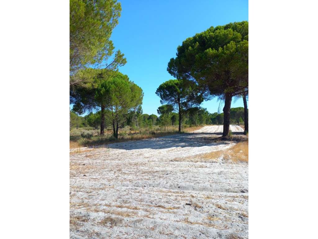 Excelente Propriedade - Grândola - Grande imagem: 2/5