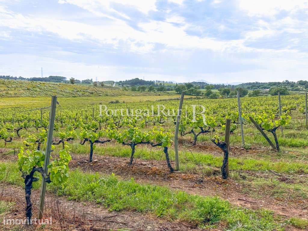 Quinta de 30ha para agricultura, com cerejal e vinha - Grande imagem: 4/11
