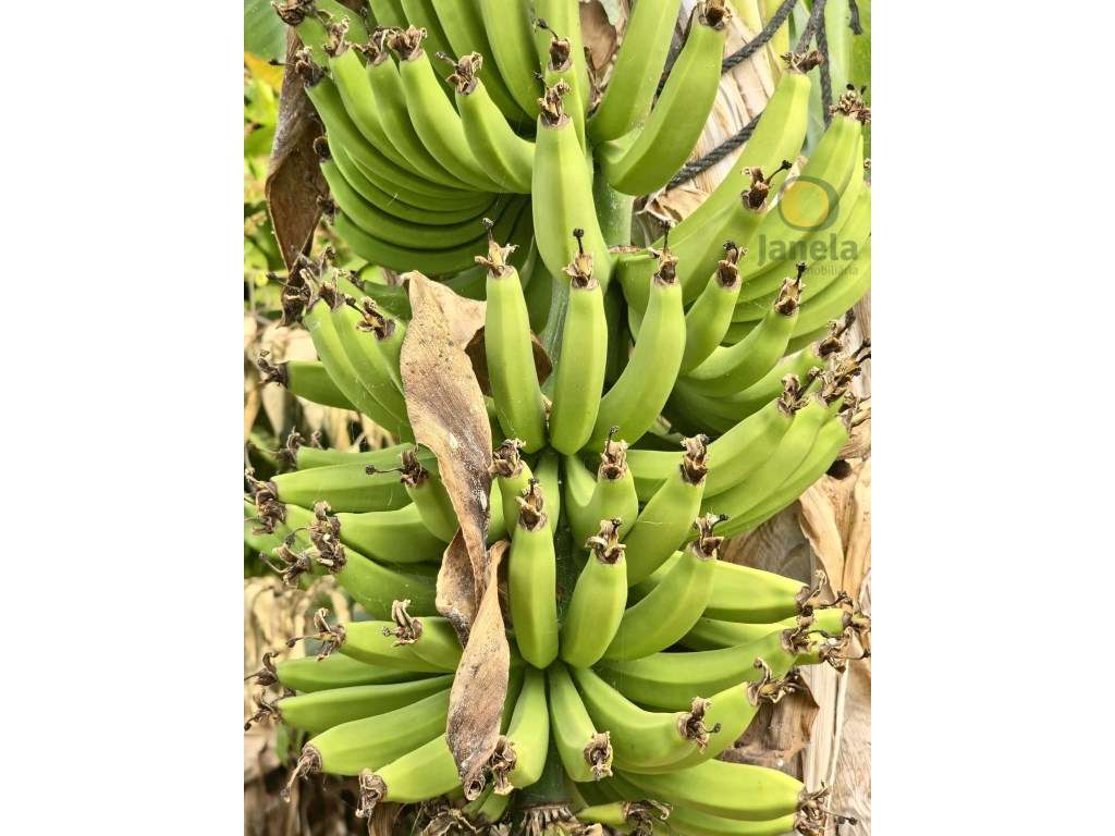 Quinta com uma área total de 3,95 ha, duas habitações com 300 m2, c... - Grande imagem: 3/30
