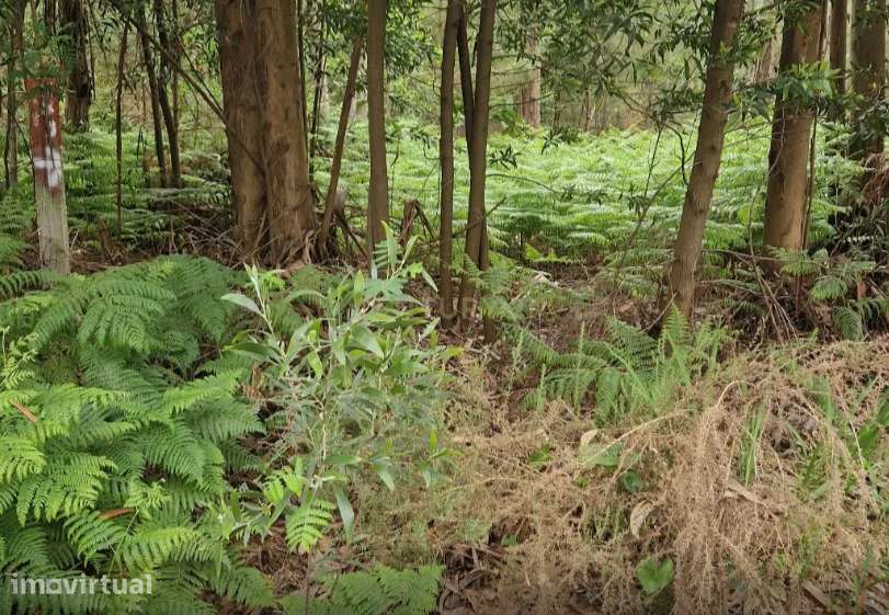 Oportunidade excecional: Magnífico terreno rústico em Anta - Espinho - Grande imagem: 4/4