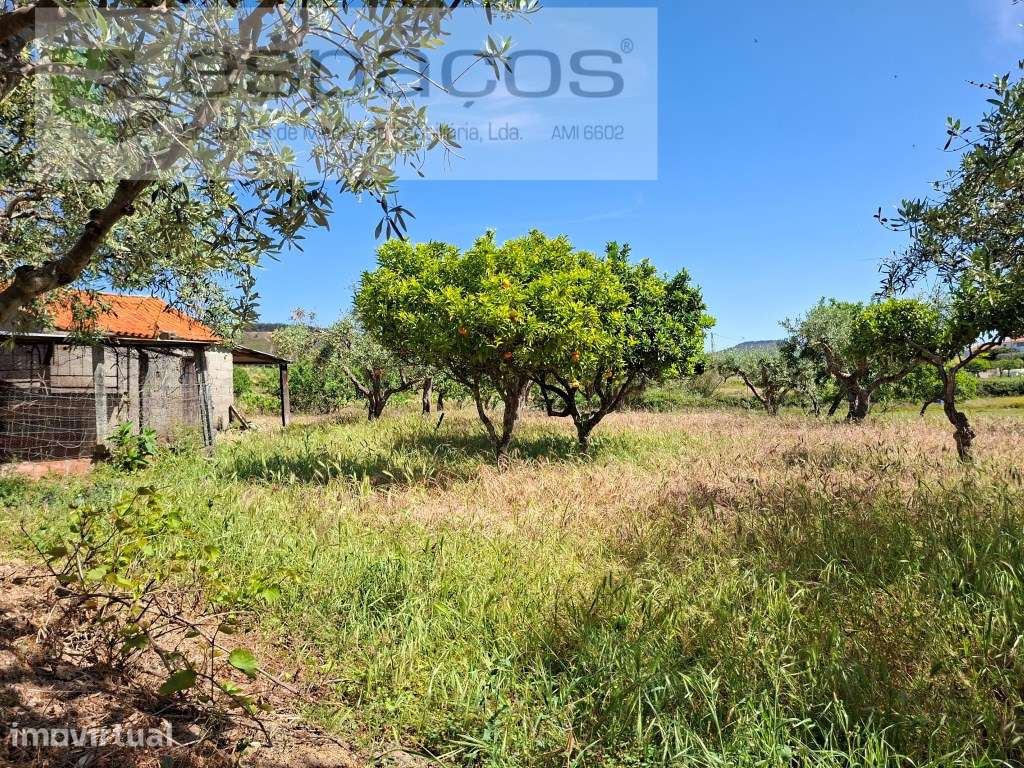 Terreno com olival e fantástica barragem - Grande imagem: 4/8