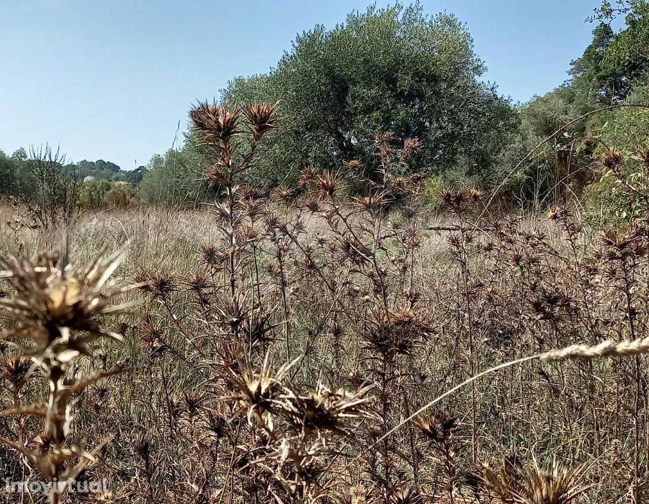Terreno para Construção em Vale do Mouro de Baixo, Melides - Grande imagem: 4/5