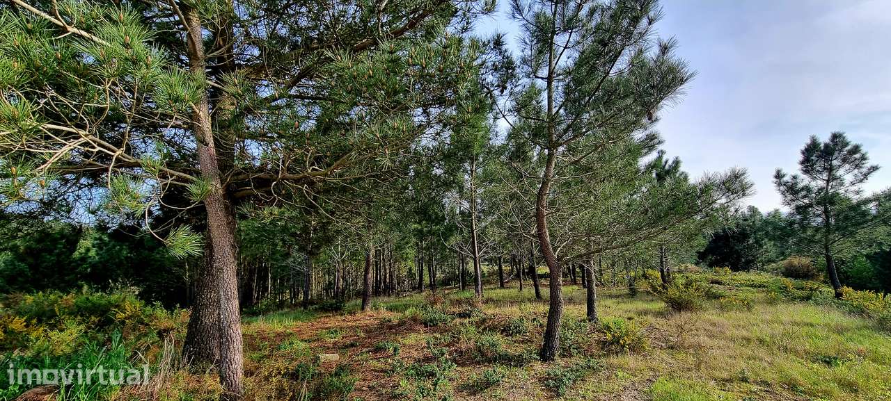 Apresento terreno com total de 5 520m2, localizado na Lapa, Cartaxo - Grande imagem: 4/19
