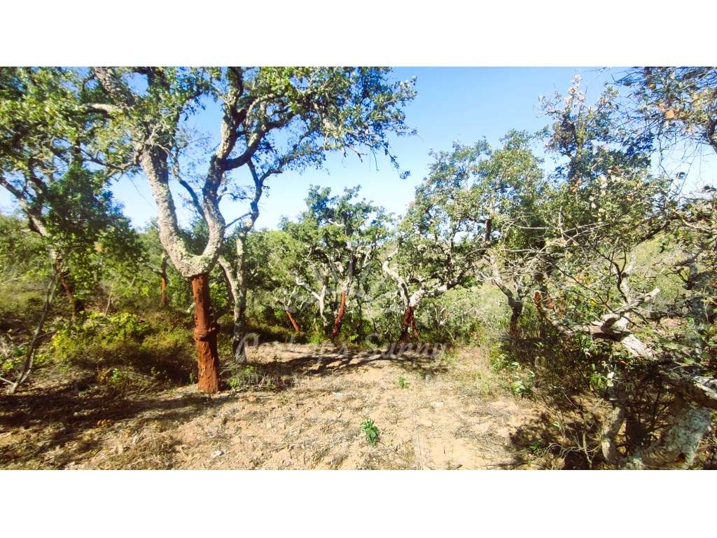 Terreno Rústico - Grande imagem: 3/14