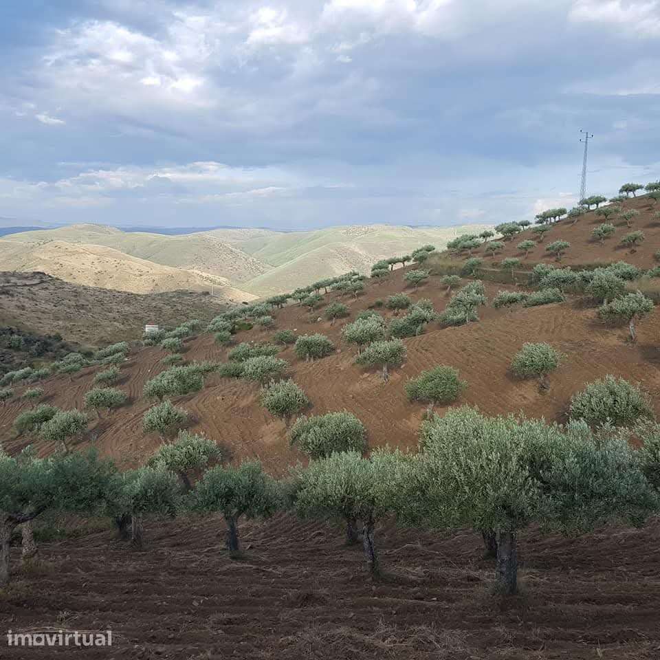 Quinta no Douro Superior, VALE D´ANELHA-Comércio de Azeite Biológico - Grande imagem: 2/9