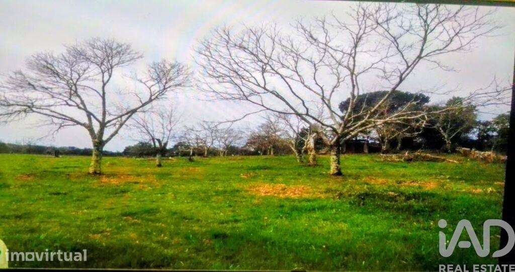 Terreno Agrícola em Ribeira de Nisa e Carreiras - Grande imagem: 2/5