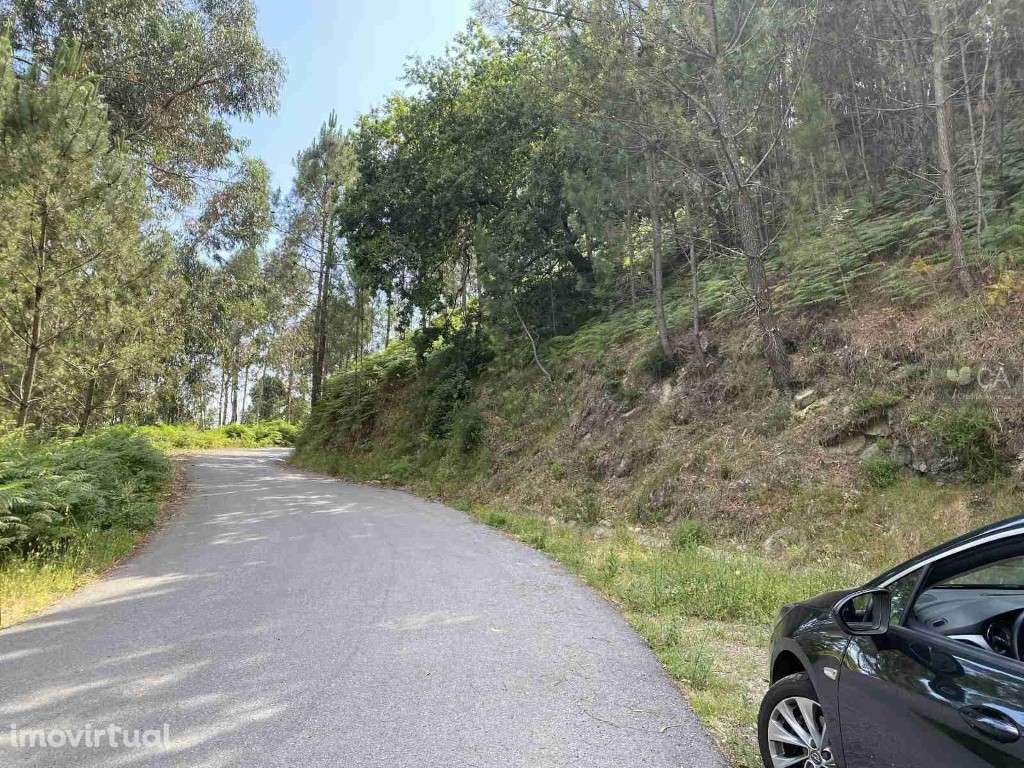 Bouça - Grande imagem: 3/3