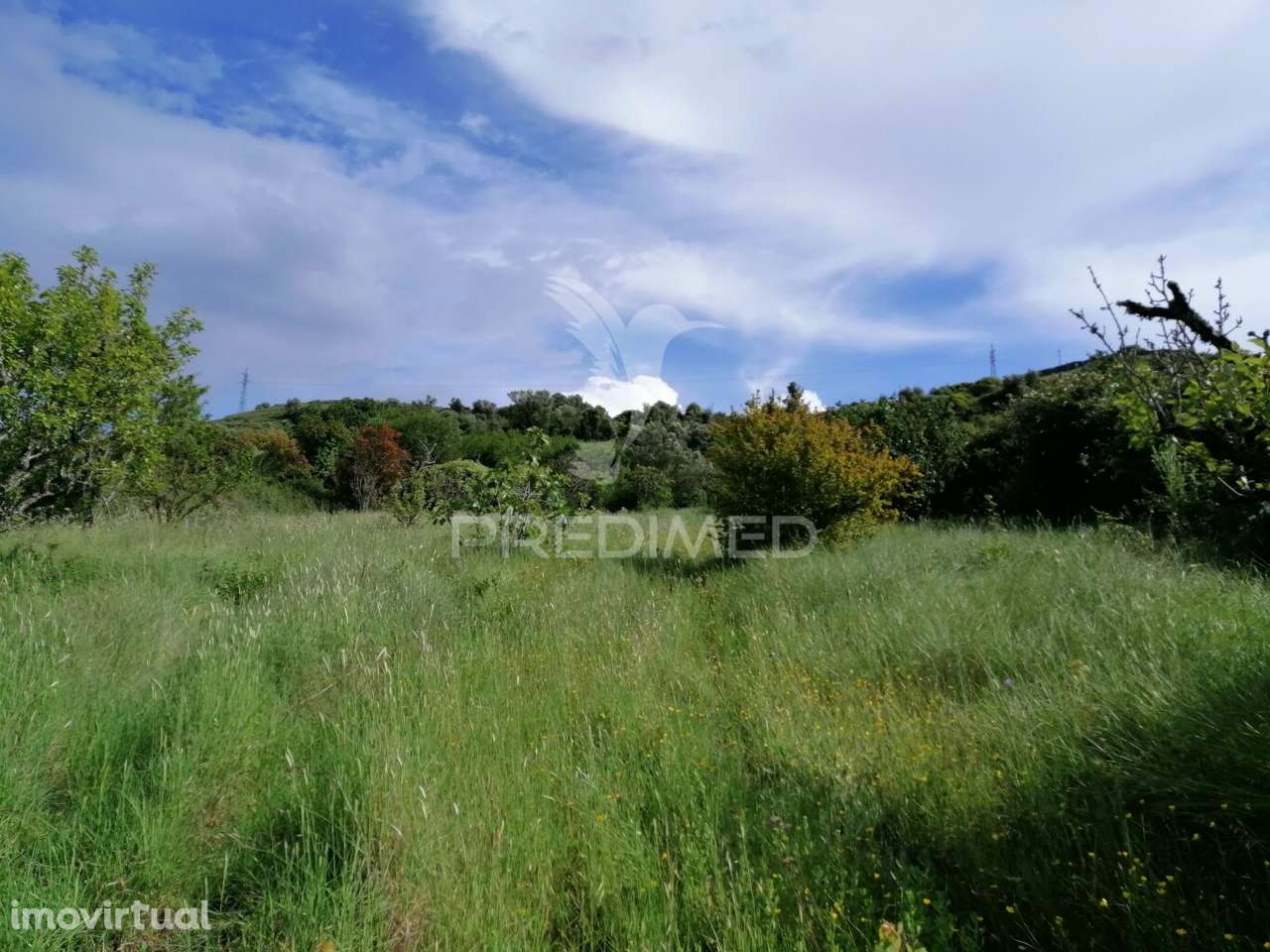 Cheleiros - Terreno Agrícola com 6600 m2 - Grande imagem: 4/14