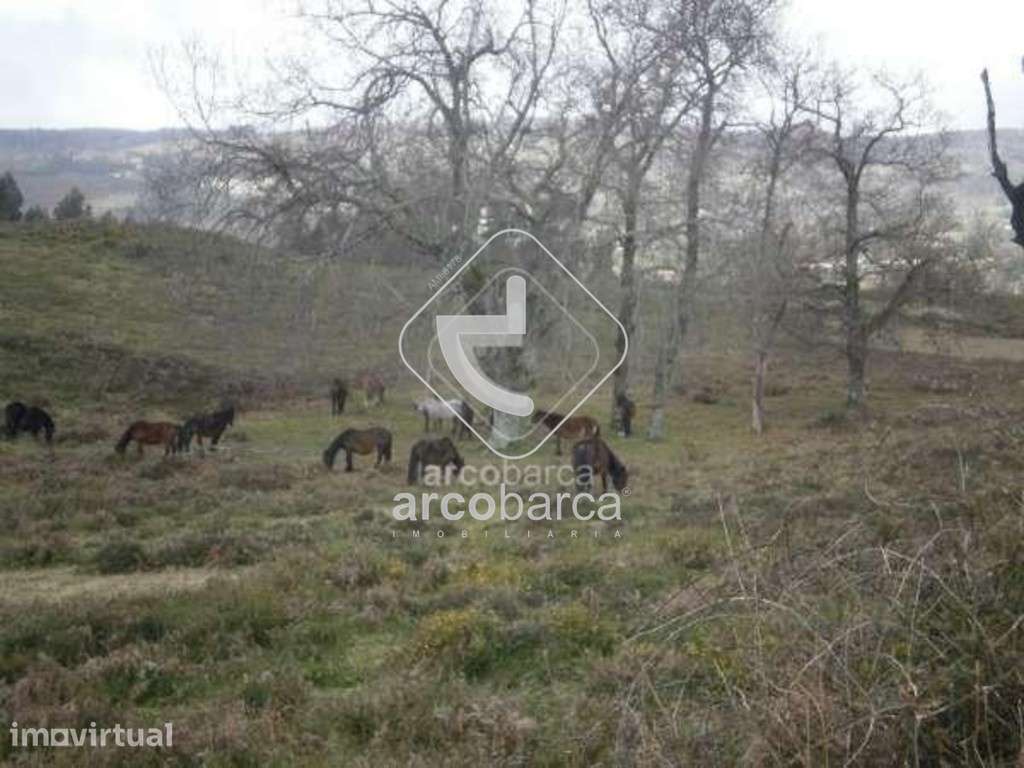 Miranda, Arcos de Valdevez . terreno rustico aprox. 5.000m2 - Grande imagem: 3/7